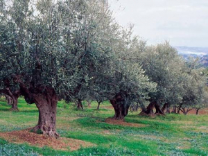 PULIZIA ULIVETI ABBANDONATI O GIARDINI