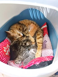 Regalo gattini dolcissimi
