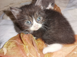 REGALO GATTINI