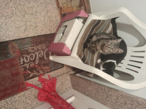 Regalo gattini