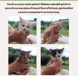 Regalo gattini