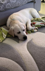 Regalo Labrador