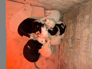 Regalo splendidi cuccioli Maremmano/Border Collie