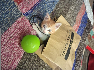 Remi cucciolo di gatto