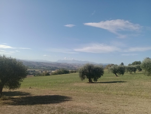 Servizio abbacchiatura olive