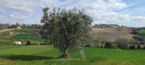 Servizio Abbacchiatura olive