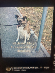si regala metticcia di 5 anni