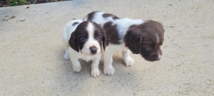 Springer spaniel inglese