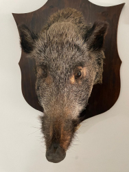 Testa di cinghiale imbalsamata