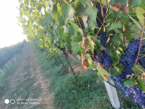 Uva da vino DOC