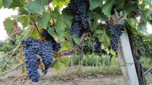 Uva da vino