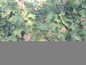 uva da vino