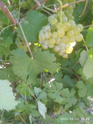 UVA PER VINO