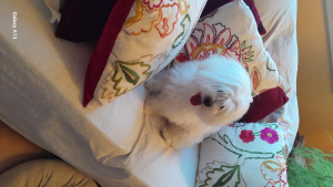 Vendesi Coton de Tulear