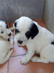 vendo cucciolo di setter inglese