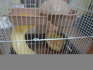 Vendo Gabbia