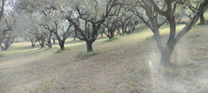 oliva