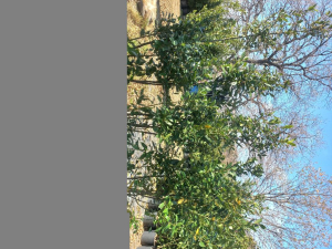 piante di alloro per fare delle siepi