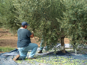 Vuoi raccogliere olive per tuo uso casa?
