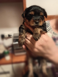 Yorkshire terrier cuccioli